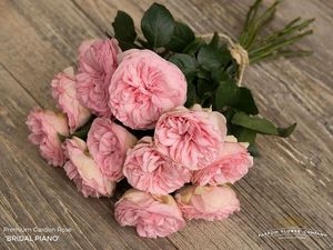ROSE BR. BRIDAL PIANO 60